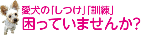 愛犬のしつけ、訓練、困っていませんか？